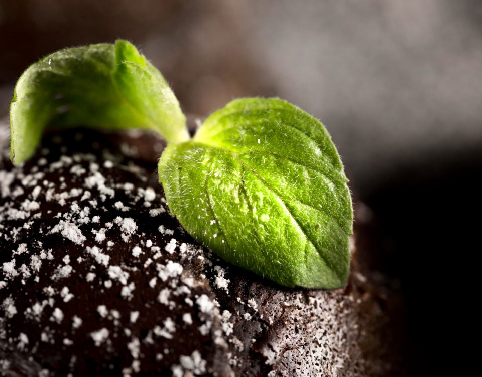 folha jovem brotando em solo coberto de partículas, representando o processo natural de absorção de carbono orgânico e seu papel na regeneração do ecossistema. A textura do solo e o brilho da folha destacam a importância do carbono orgânico como elemento fundamental no ciclo da vida, promovendo a sustentabilidade e o crescimento saudável das plantas em ambientes ricos em nutrientes.