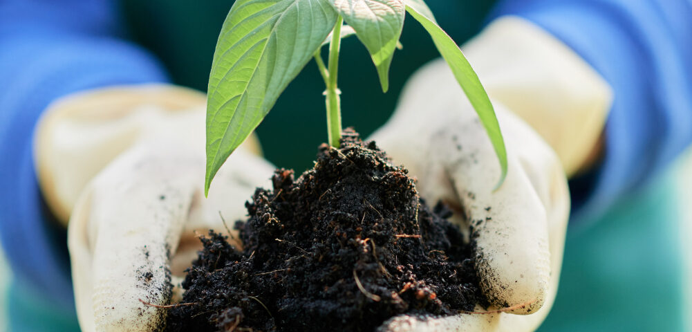 Fertilizante biológico x biofertilizante: quais as diferenças e como se complementam