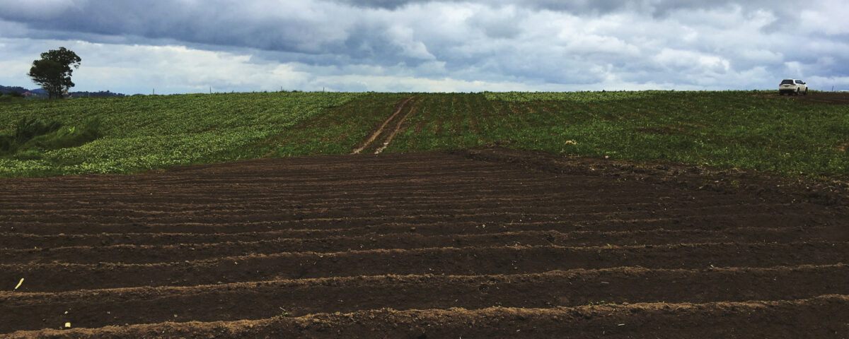 Qualidade do solo: como fertilizantes biológicos podem melhorar a produtividade agrícola